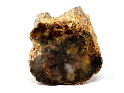 Fossilised Wood Branch End 6.4cm