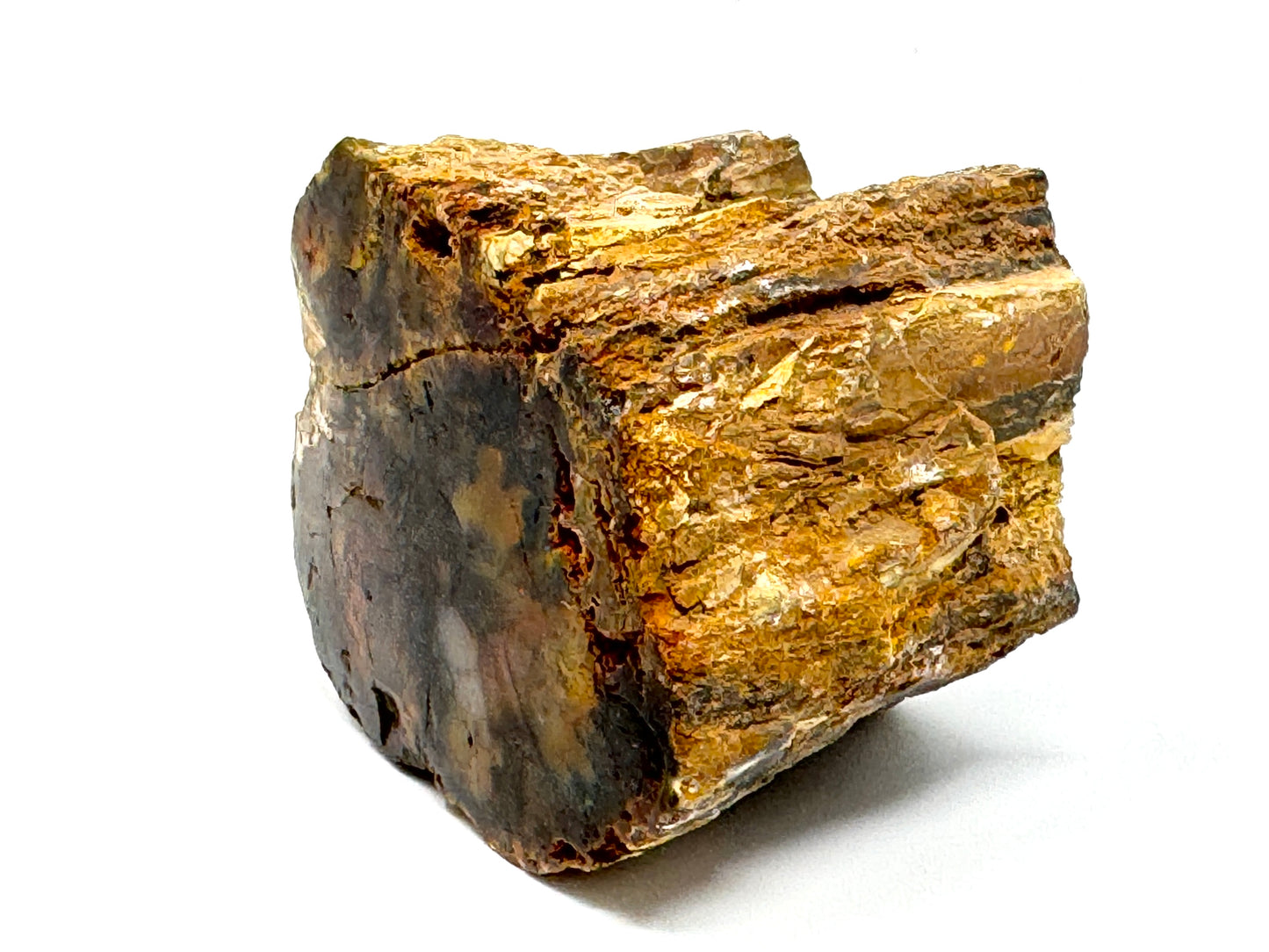 Fossilised Wood Branch End 6.4cm