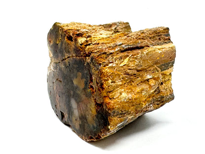 Fossilised Wood Branch End 6.4cm