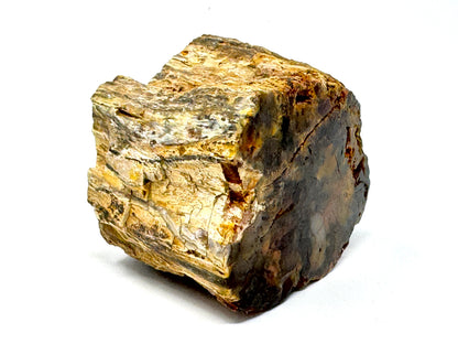 Fossilised Wood Branch End 6.4cm