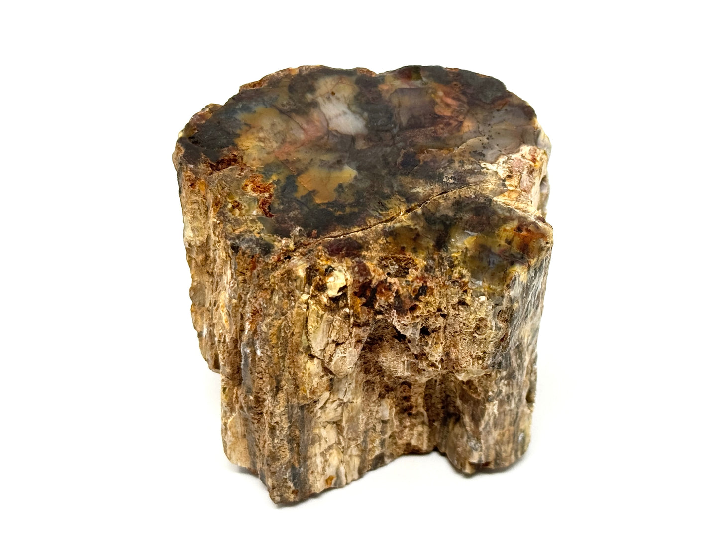 Fossilised Wood Branch End 6.4cm