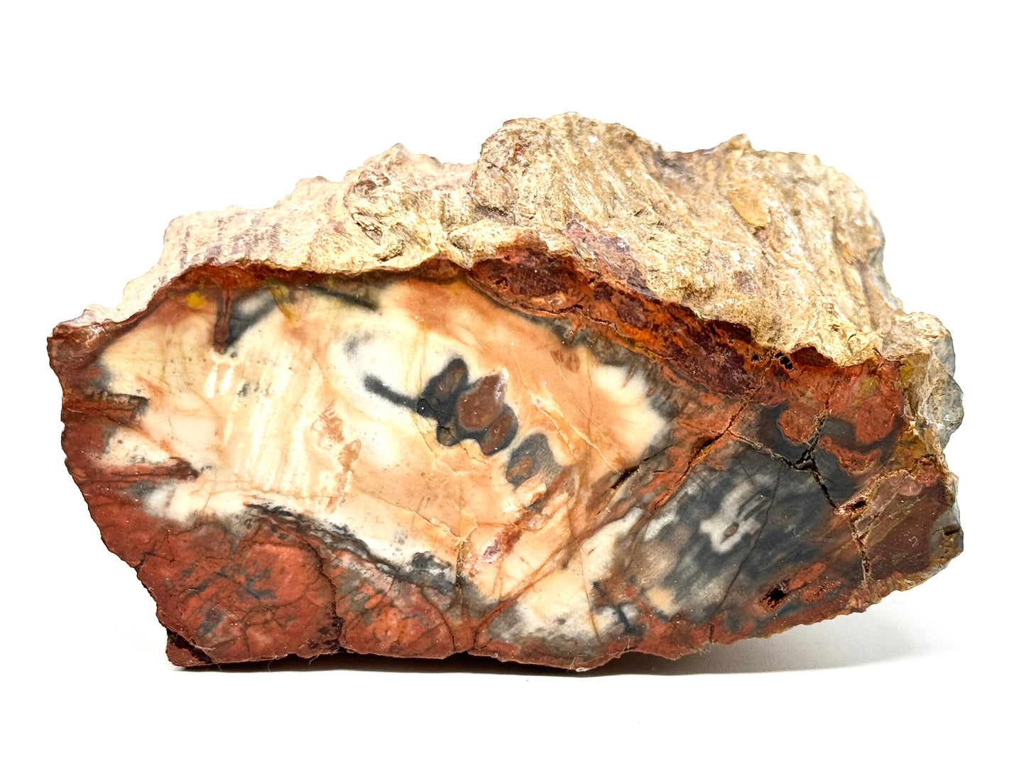 Fossilised Wood Branch End 9.6cm