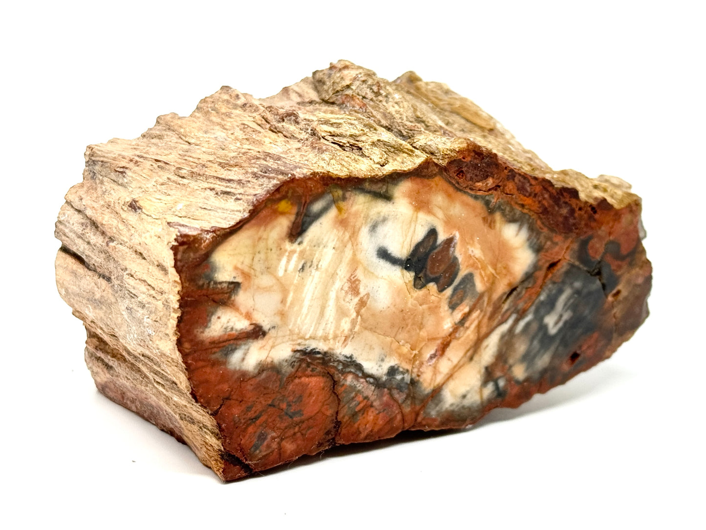 Fossilised Wood Branch End 9.6cm
