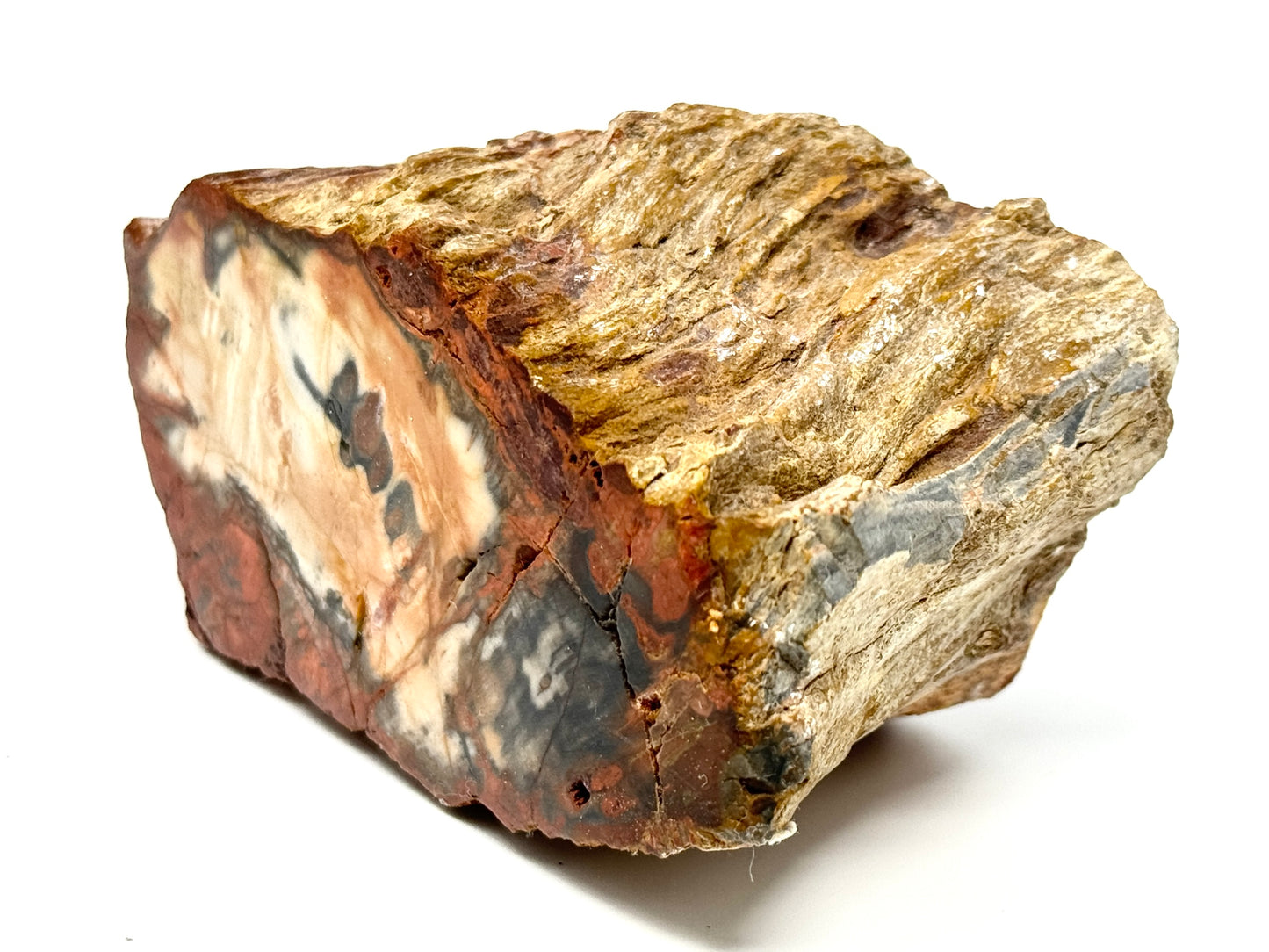 Fossilised Wood Branch End 9.6cm