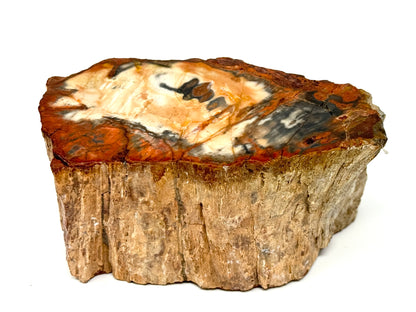 Fossilised Wood Branch End 9.6cm