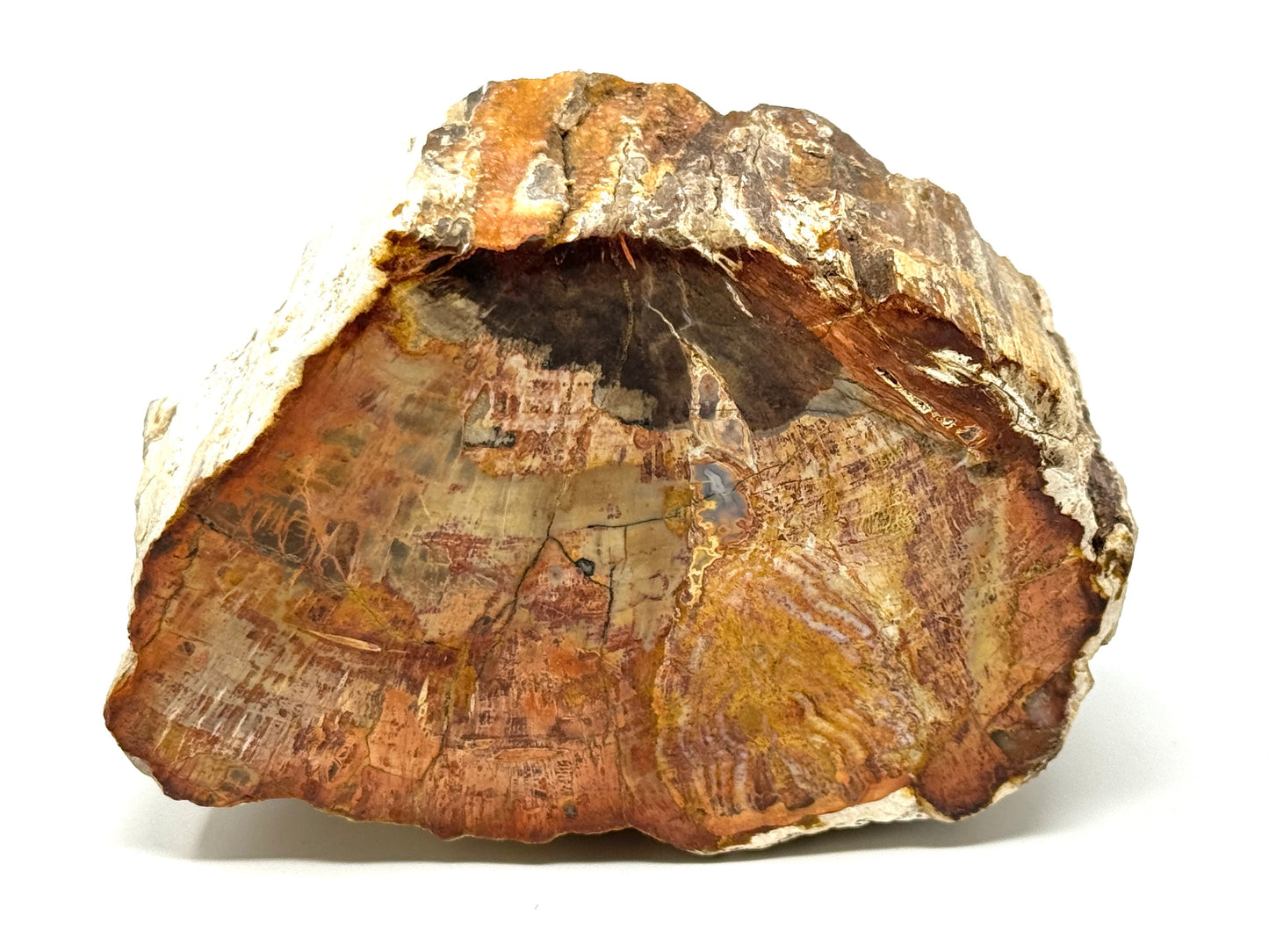Fossilised Wood Branch End 11.1cm