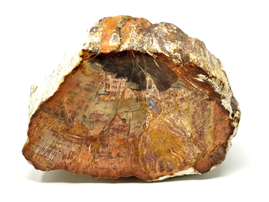 Fossilised Wood Branch End 11.1cm