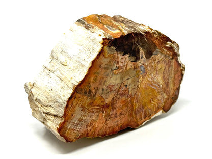 Fossilised Wood Branch End 11.1cm