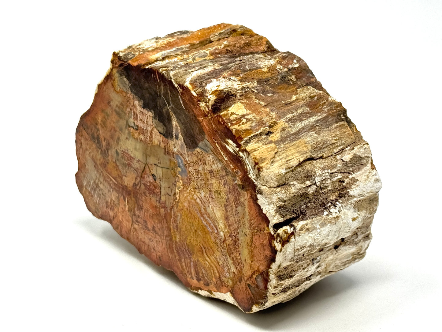 Fossilised Wood Branch End 11.1cm