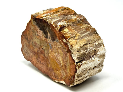 Fossilised Wood Branch End 11.1cm