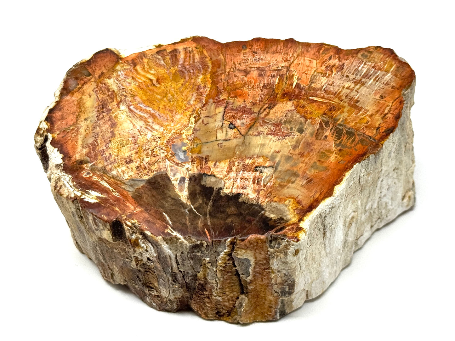 Fossilised Wood Branch End 11.1cm