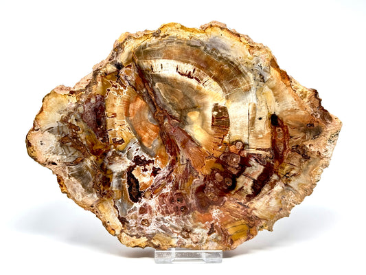 Large Fossil Wood Slice 18.8cm