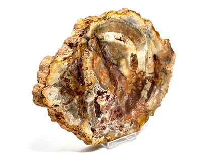 Large Fossil Wood Slice 18.8cm