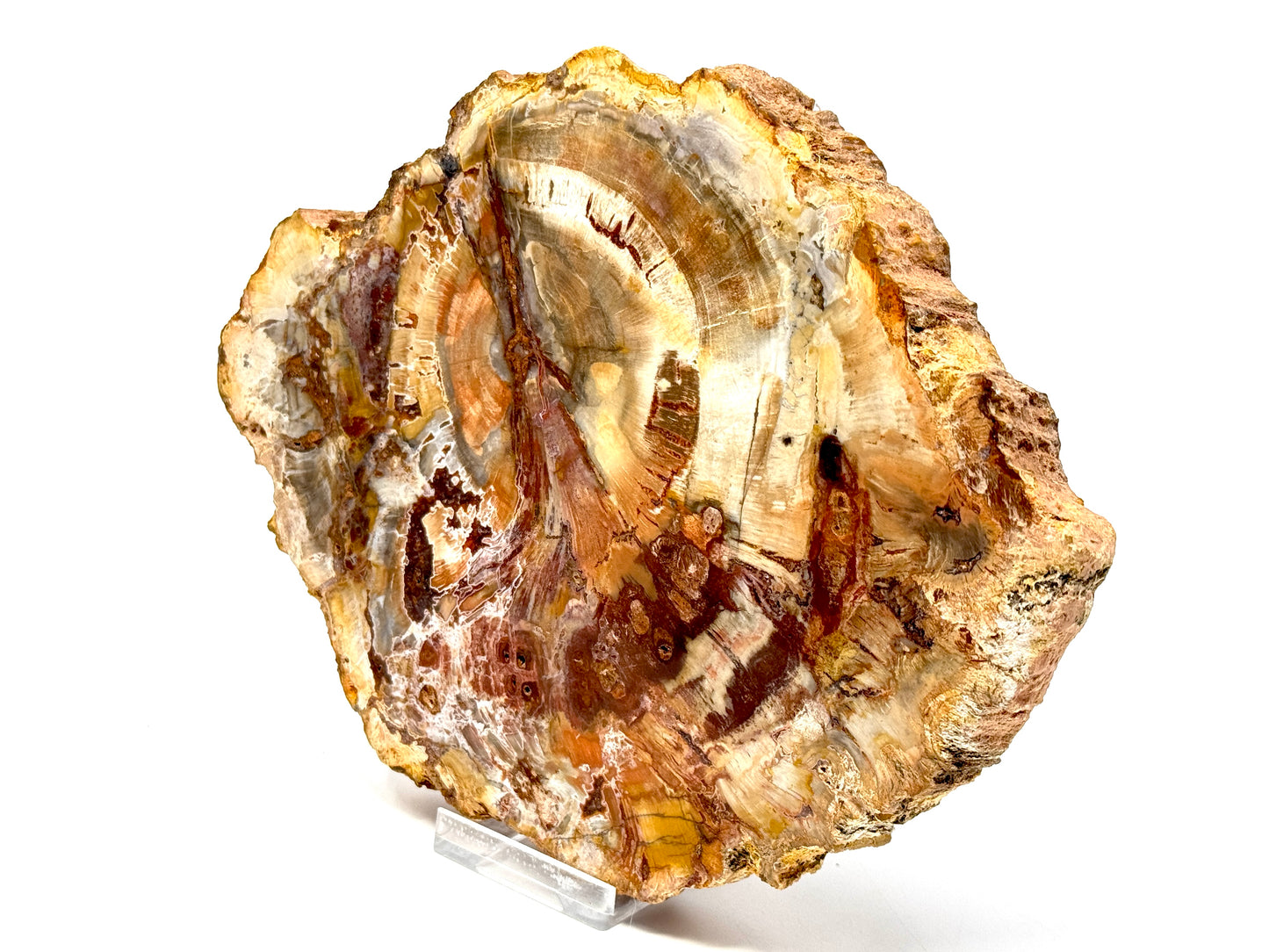 Large Fossil Wood Slice 18.8cm
