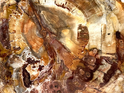 Large Fossil Wood Slice 18.8cm