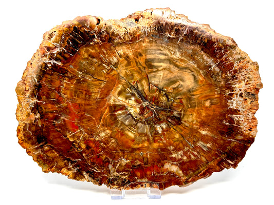 Large Fossil Wood Slice 27cm