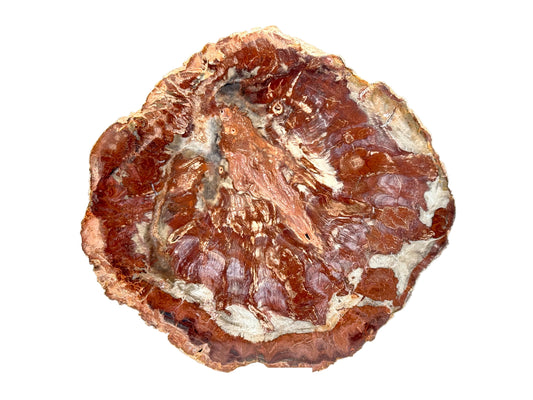 Large Fossil Wood Slice 20cm