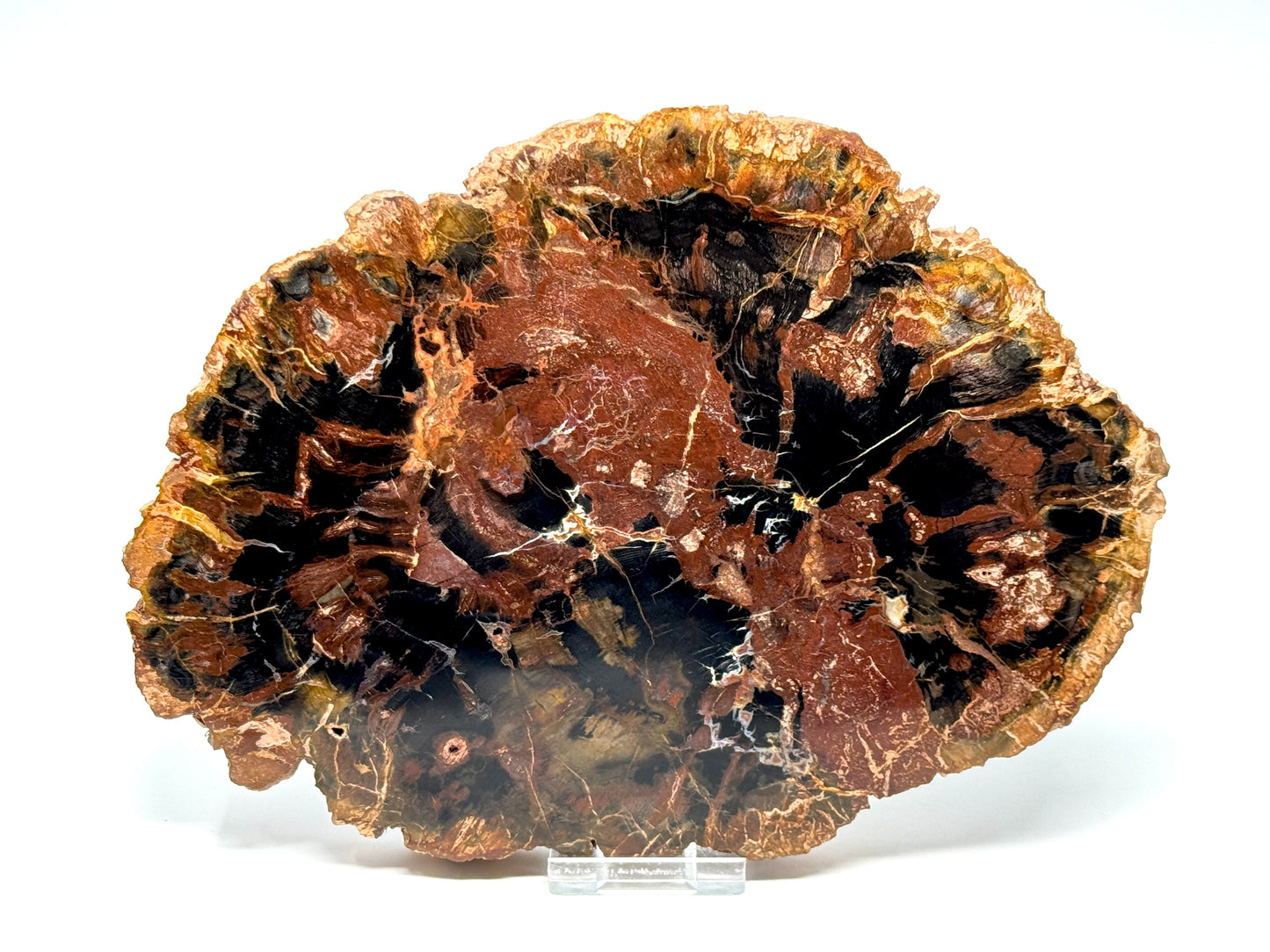 Large Fossil Wood Slice 21cm