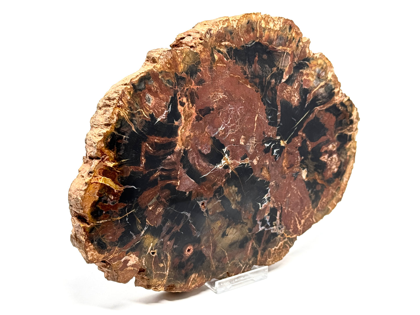 Large Fossil Wood Slice 21cm
