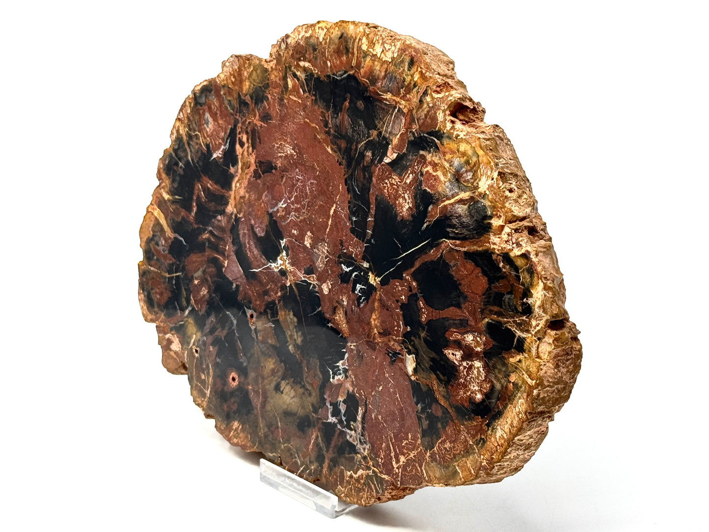 Large Fossil Wood Slice 21cm