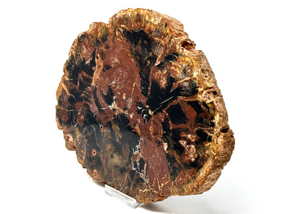 Large Fossil Wood Slice 21cm