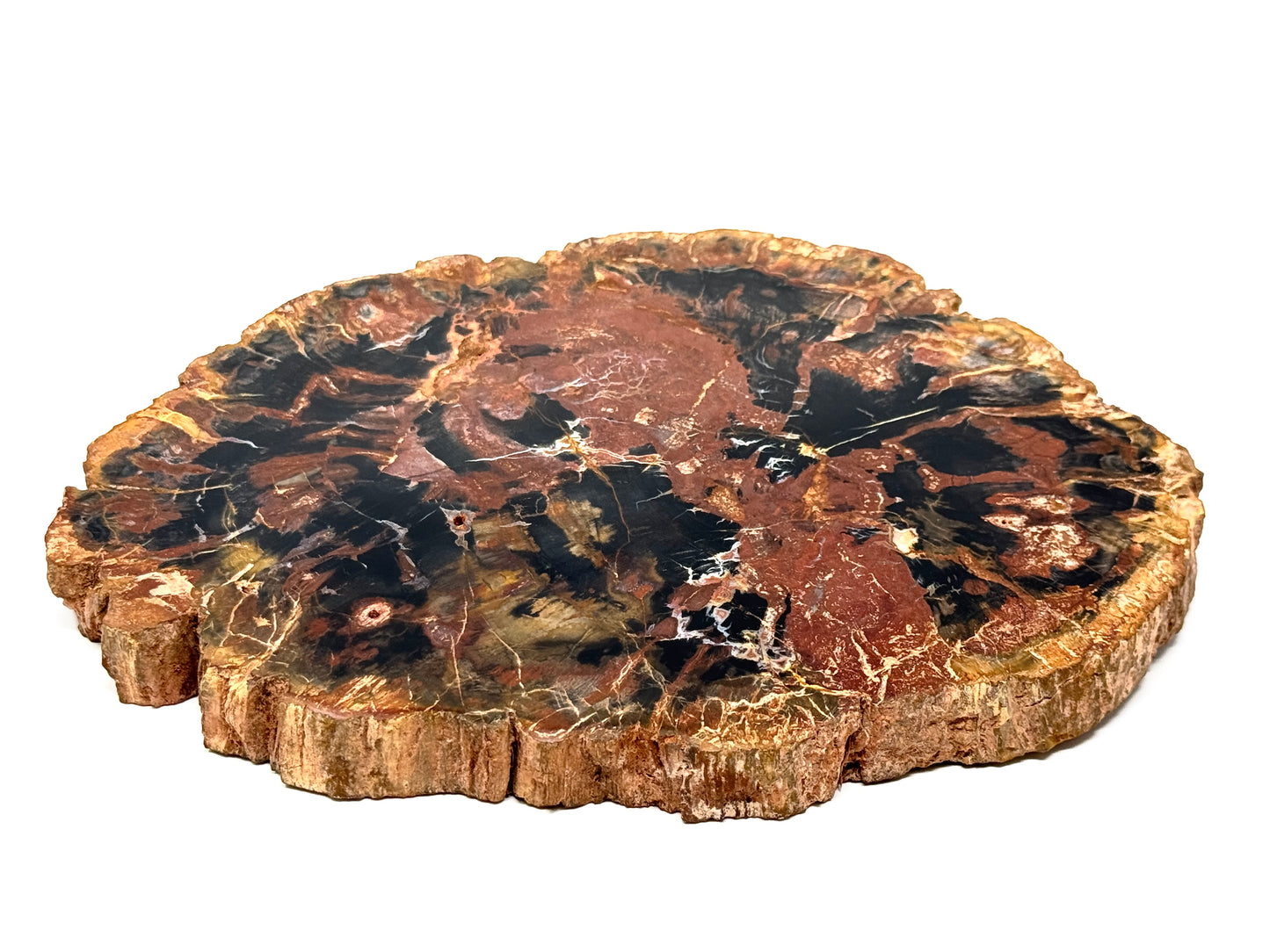 Large Fossil Wood Slice 21cm