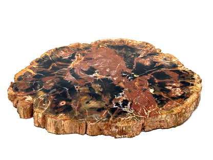 Large Fossil Wood Slice 21cm