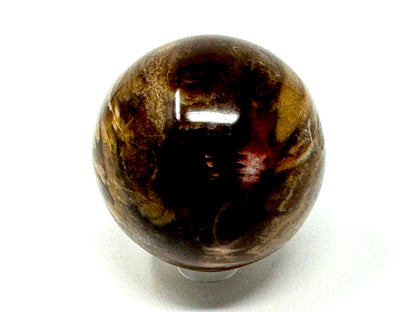 Fossil Wood Sphere 5.4cm