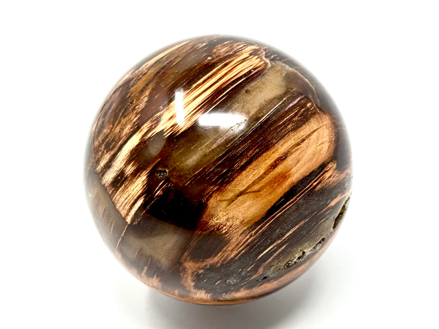 Fossil Wood Sphere 8.7cm