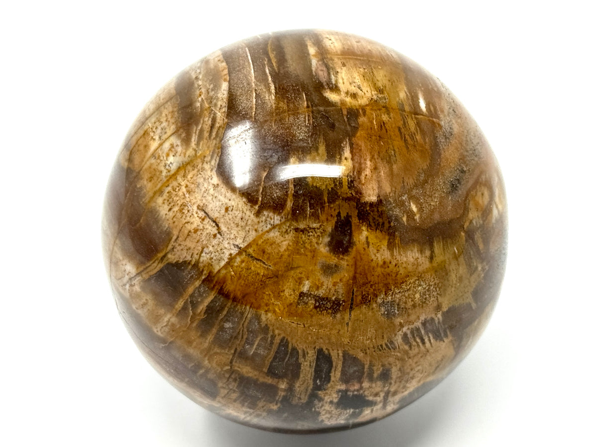 Fossil Wood Sphere 7.5cm
