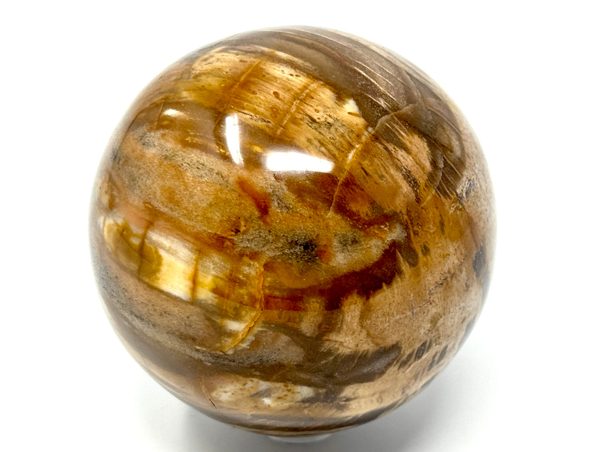 Fossil Wood Sphere 7.5cm