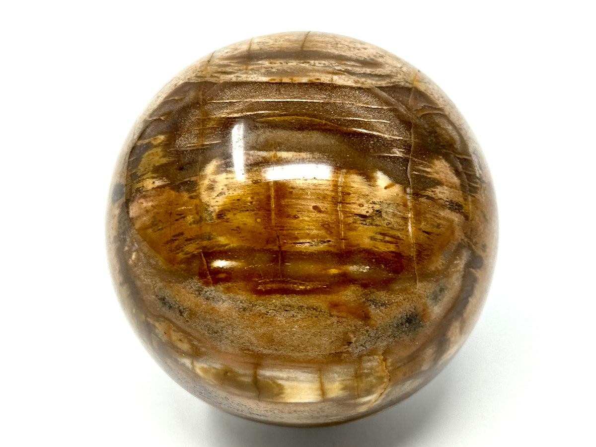 Fossil Wood Sphere 7.5cm