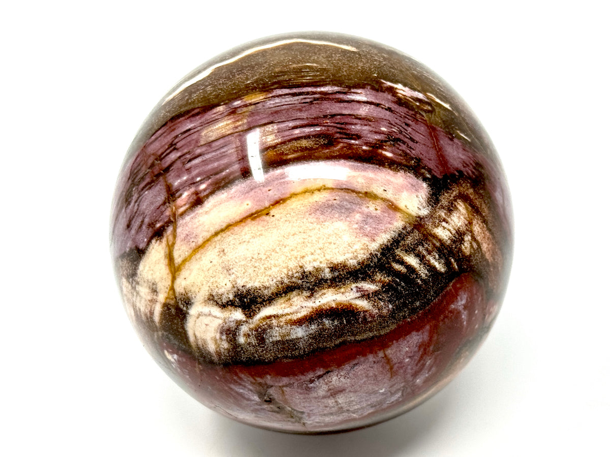 Fossil Wood Sphere 8.8cm