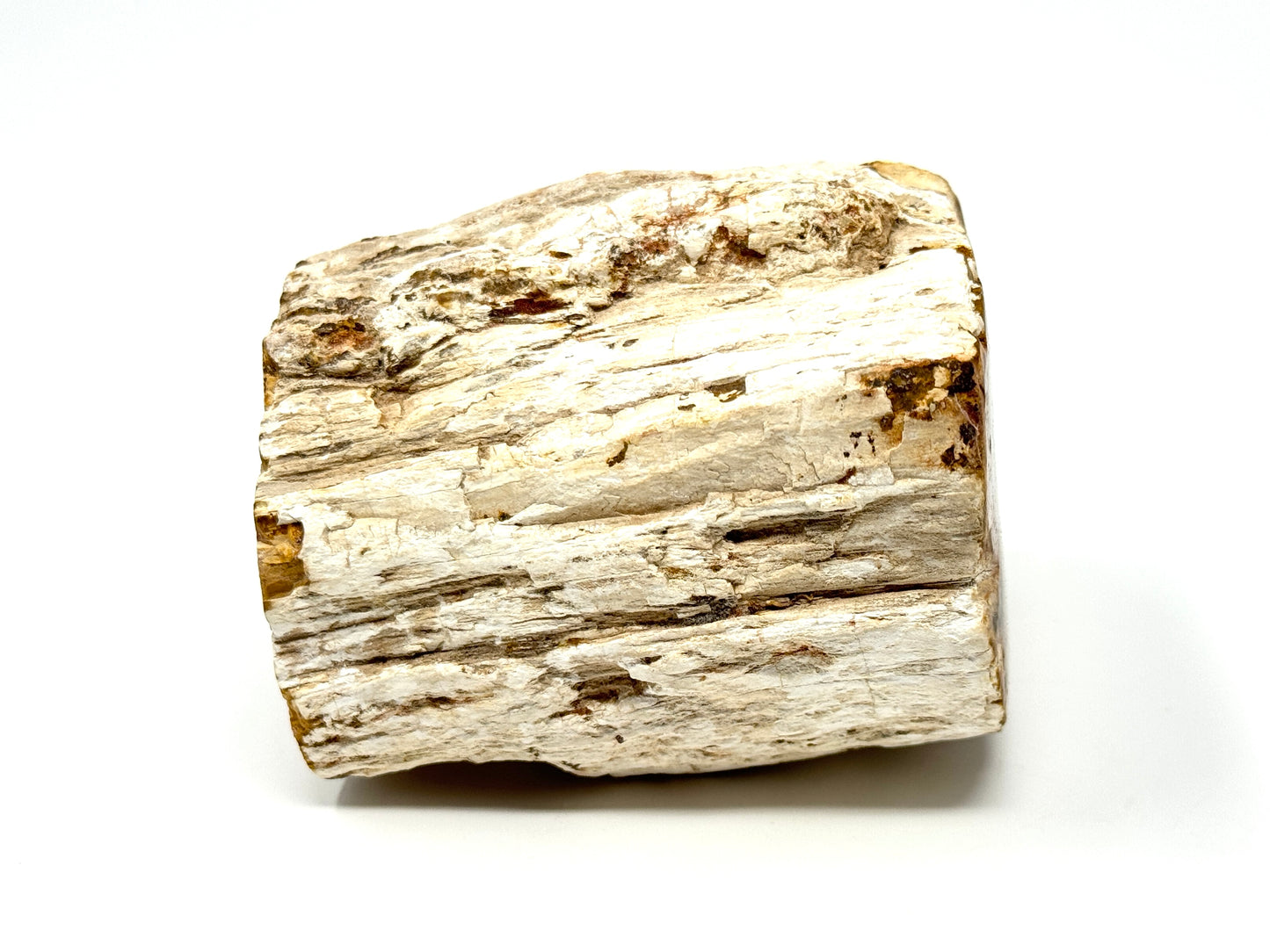 Fossilised Wood Branch End 7.9cm