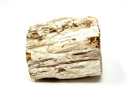 Fossilised Wood Branch End 7.9cm