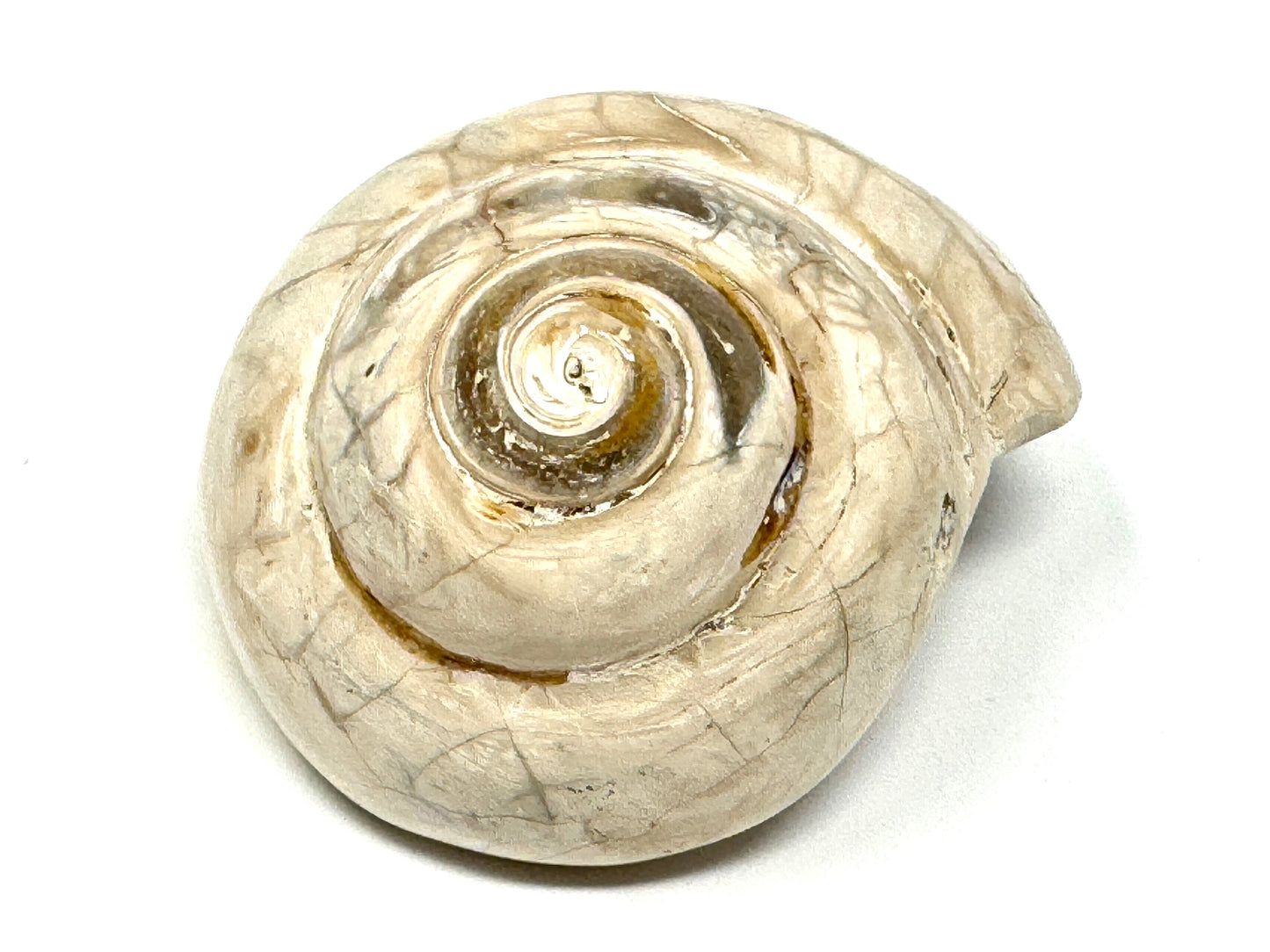 Polished Gastropod Fossil 6.2cm