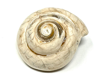 Polished Gastropod Fossil 6.2cm