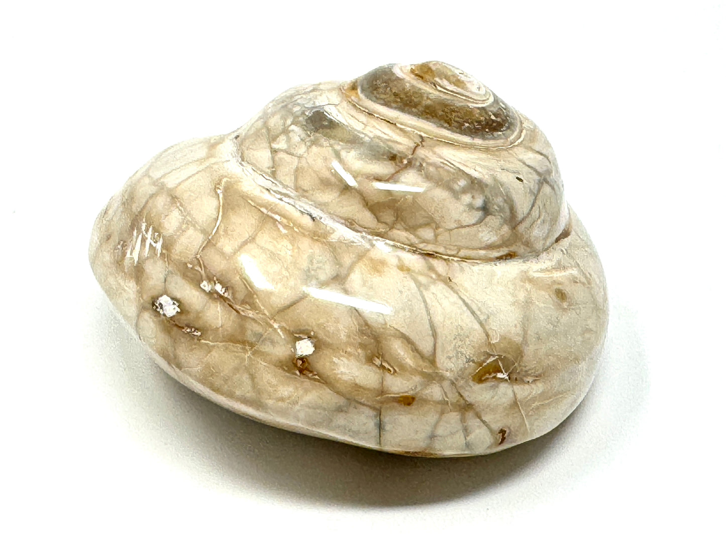 Polished Gastropod Fossil 6.2cm
