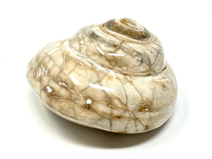Polished Gastropod Fossil 6.2cm
