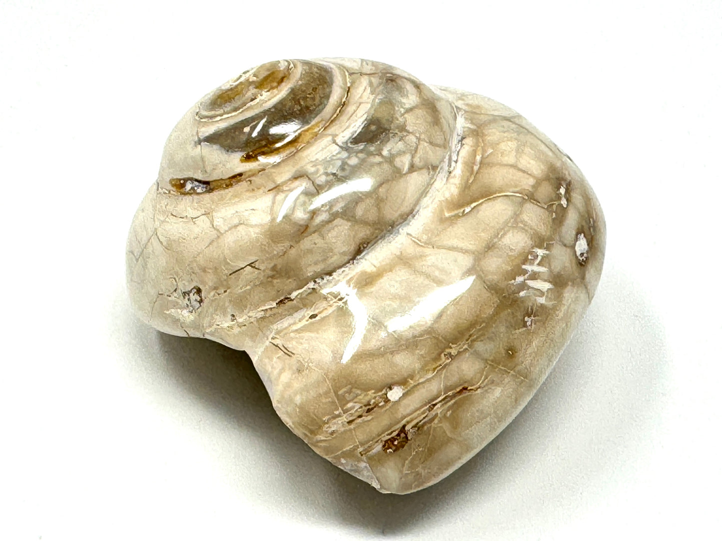 Polished Gastropod Fossil 6.2cm