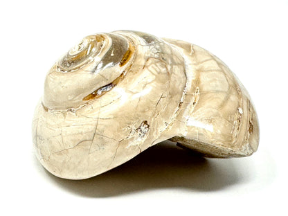Polished Gastropod Fossil 6.2cm