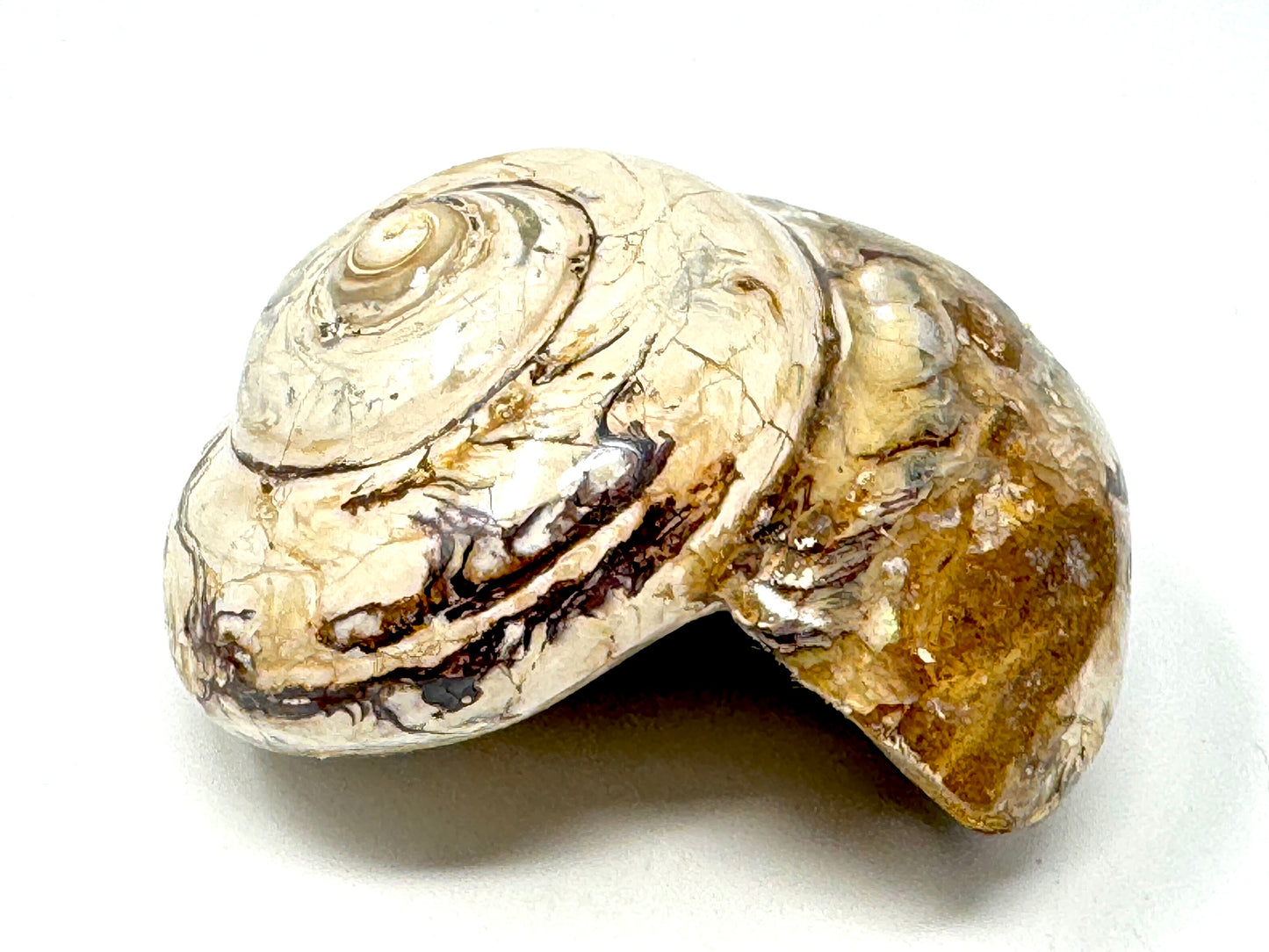 Polished Gastropod Fossil 7.7cm