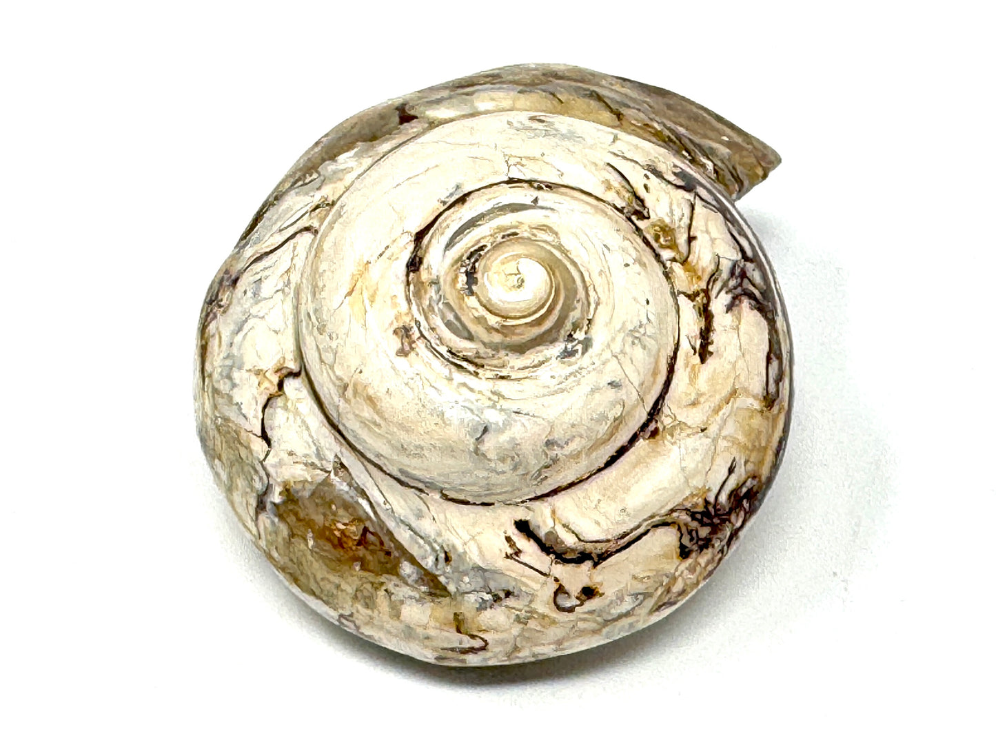 Polished Gastropod Fossil 7.7cm