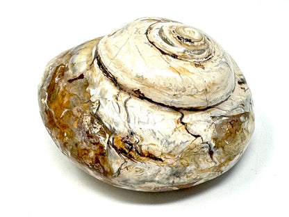 Polished Gastropod Fossil 7.7cm