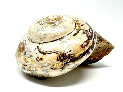 Polished Gastropod Fossil 7.7cm