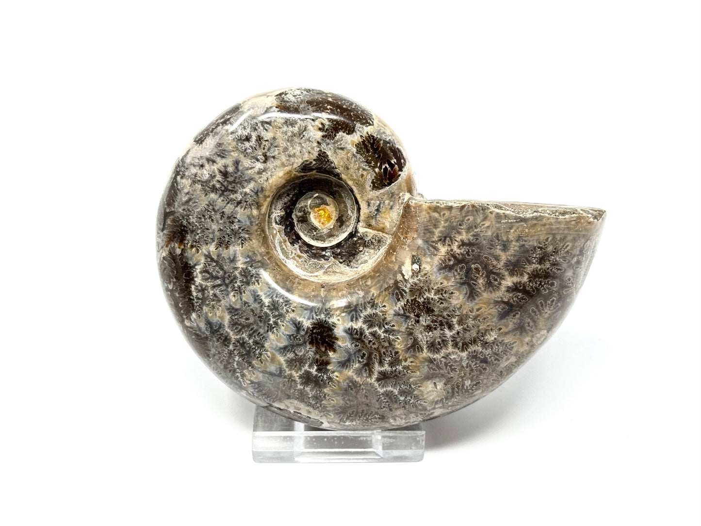 Large Ammonite Lytoceras Polished 10.3cm