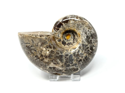 Large Ammonite Lytoceras Polished 10.3cm