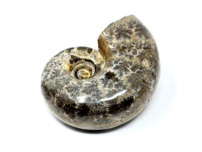 Large Ammonite Lytoceras Polished 10.3cm