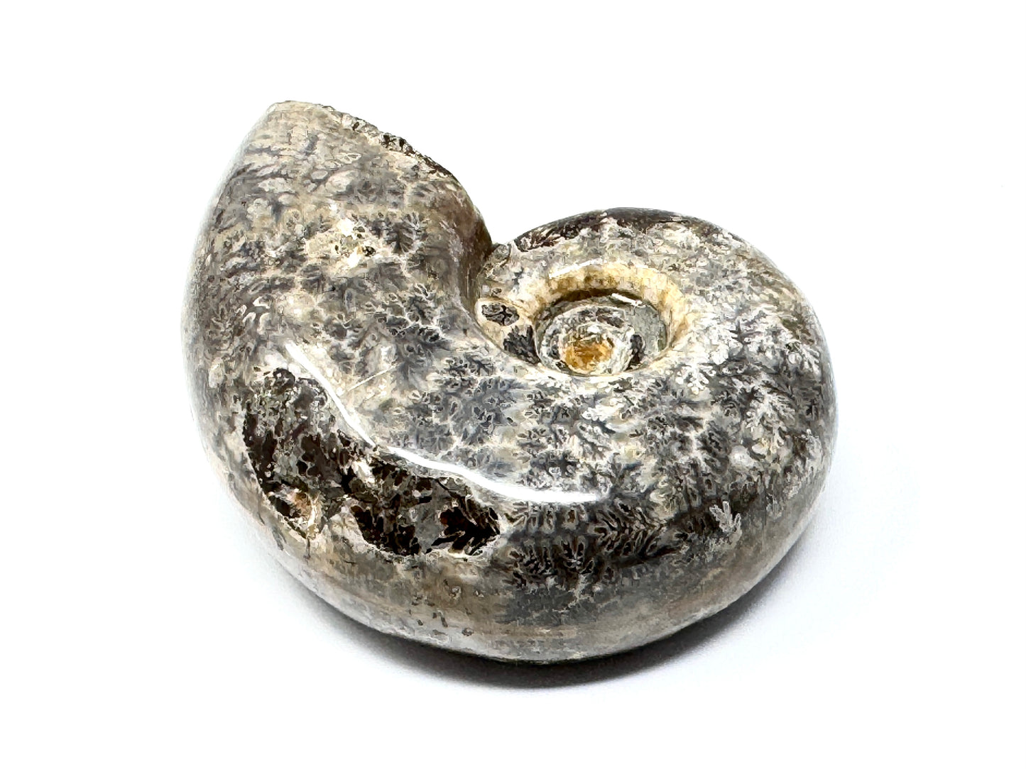 Large Ammonite Lytoceras Polished 10.3cm