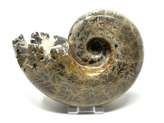 Large Ammonite Lytoceras Polished 13.9cm
